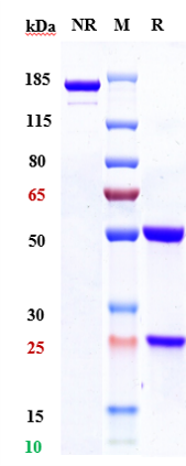 WB - Anti-HGFR / c-Met Reference Antibody (telisotuzumab vedotin) APR10106